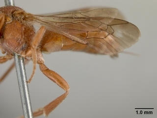 Nomada erythrochroa, female, wing