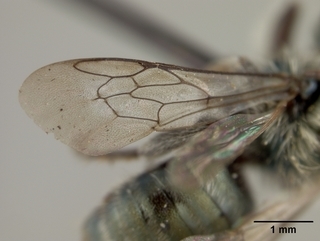 Osmia lacus, male, wing