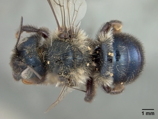 Osmia marginipennis, female, top
