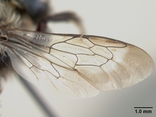 Osmia marginipennis, female, wing