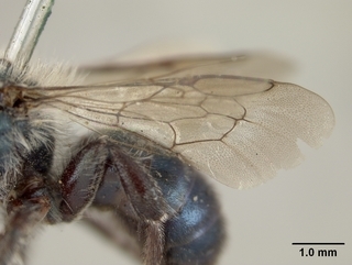 Osmia mertensiae, male, wing