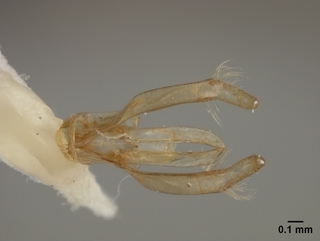Osmia michiganensis, male, genetalia
