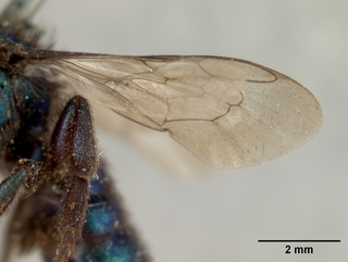 Hoplitis viridimicans, female, wing