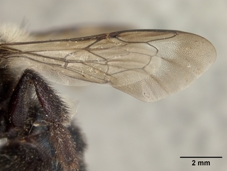 Osmia californica, male, wing