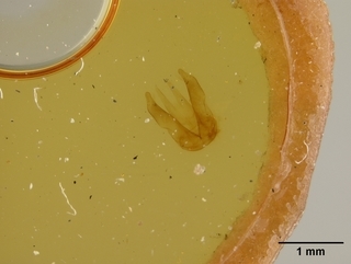 Osmia coloradensis, male, genetalia2