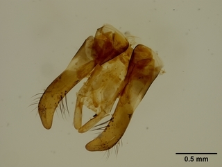 Osmia marginipennis, male, genetalia