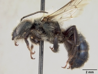 Osmia marginipennis, male, side