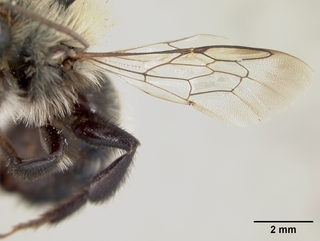 Osmia marginipennis, male, wing