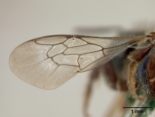Osmia nanula, female, wing