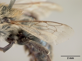Osmia watsoni, male, wing