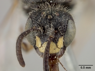 Pseudopanurgus innuptus, male, face