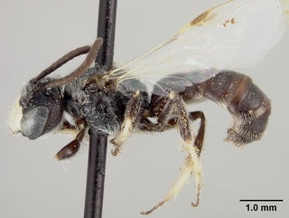 Pseudopanurgus leucopterus, male, side