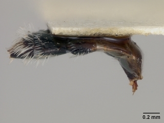 Perdita marcialis, female, abdomen