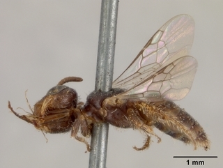 Macrotera solitaria, female, side
