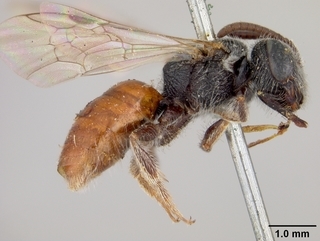 Sphecodes asclepiadis, side
