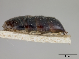 Sphecodes paraplesius, abdomen