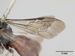 Sphecodes pecosensis, wing