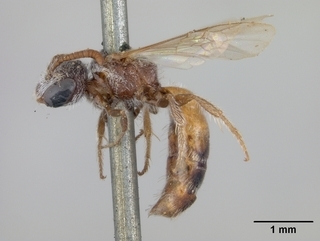 Sphecodes semicoloratus, side