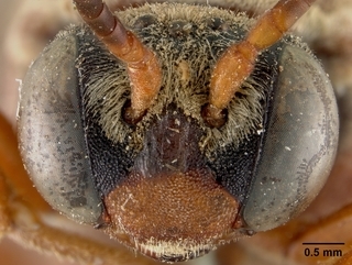 Triepeolus distinctus, face