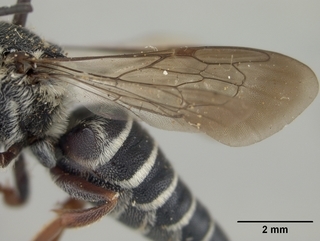 Coelioxys banksi, female, wing