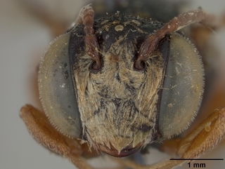 Coelioxys menthae, male, face