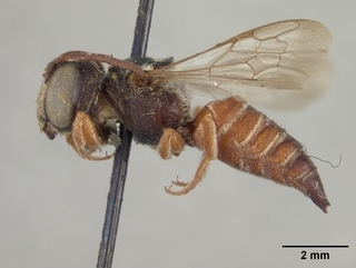 Coelioxys menthae, male, side