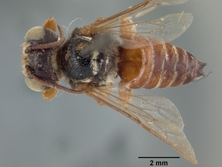 Coelioxys menthae, male, top