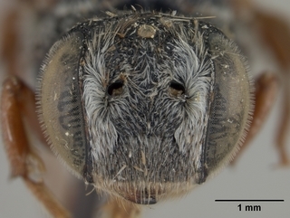 Coelioxys obtusiventris, female, face