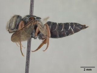 Coelioxys obtusiventris, female, side