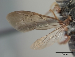 Coelioxys obtusiventris, female, wing