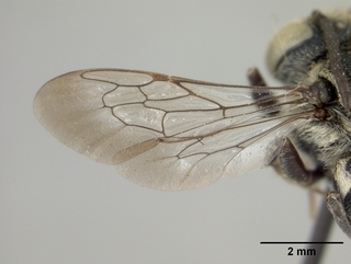 Coelioxys piercei, female, wing