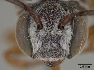 Coelioxys scitula, female, face