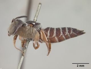 Coelioxys scitula, female, side