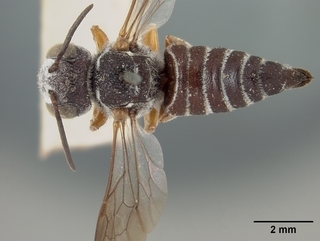 Coelioxys scitula, female, top