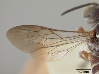 Coelioxys scitula, female, wing
