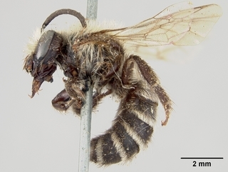 Colletes consors, male, side