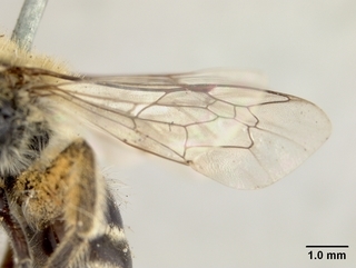 Colletes kincaidii, female, wing