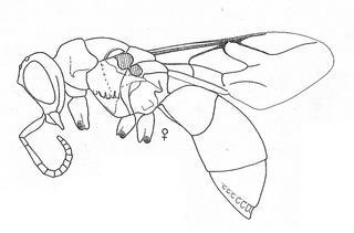Ceratochrysis perpulchra