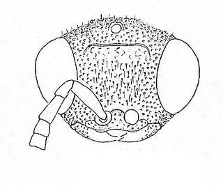 Chrysis pellucidula, head