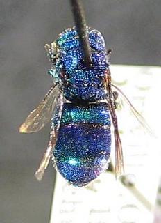 Ceratochrysis declinis, top