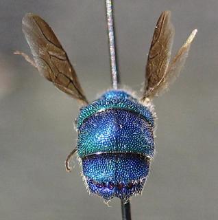 Chrysis conica, tail