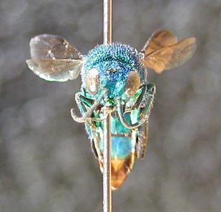 Chrysis inaequidens, face