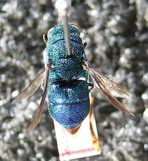 Chrysis inaequidens, top view
