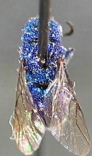 Chrysis pellucidula, top