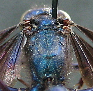 Chalybion californicum - thorax closeup