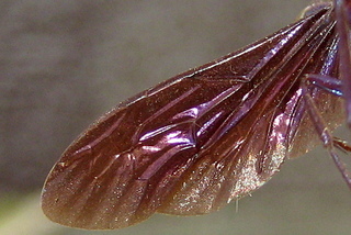 Chalybion californicum - wing
