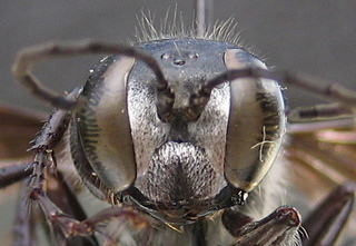 Isodontia apicalis - face