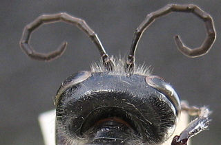 Isodontia apicalis - head