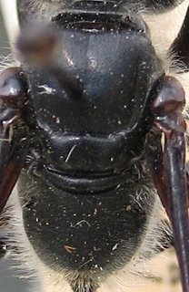 Isodontia apicalis - thorax