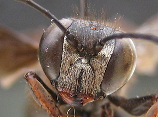 Isodontia auripes - face